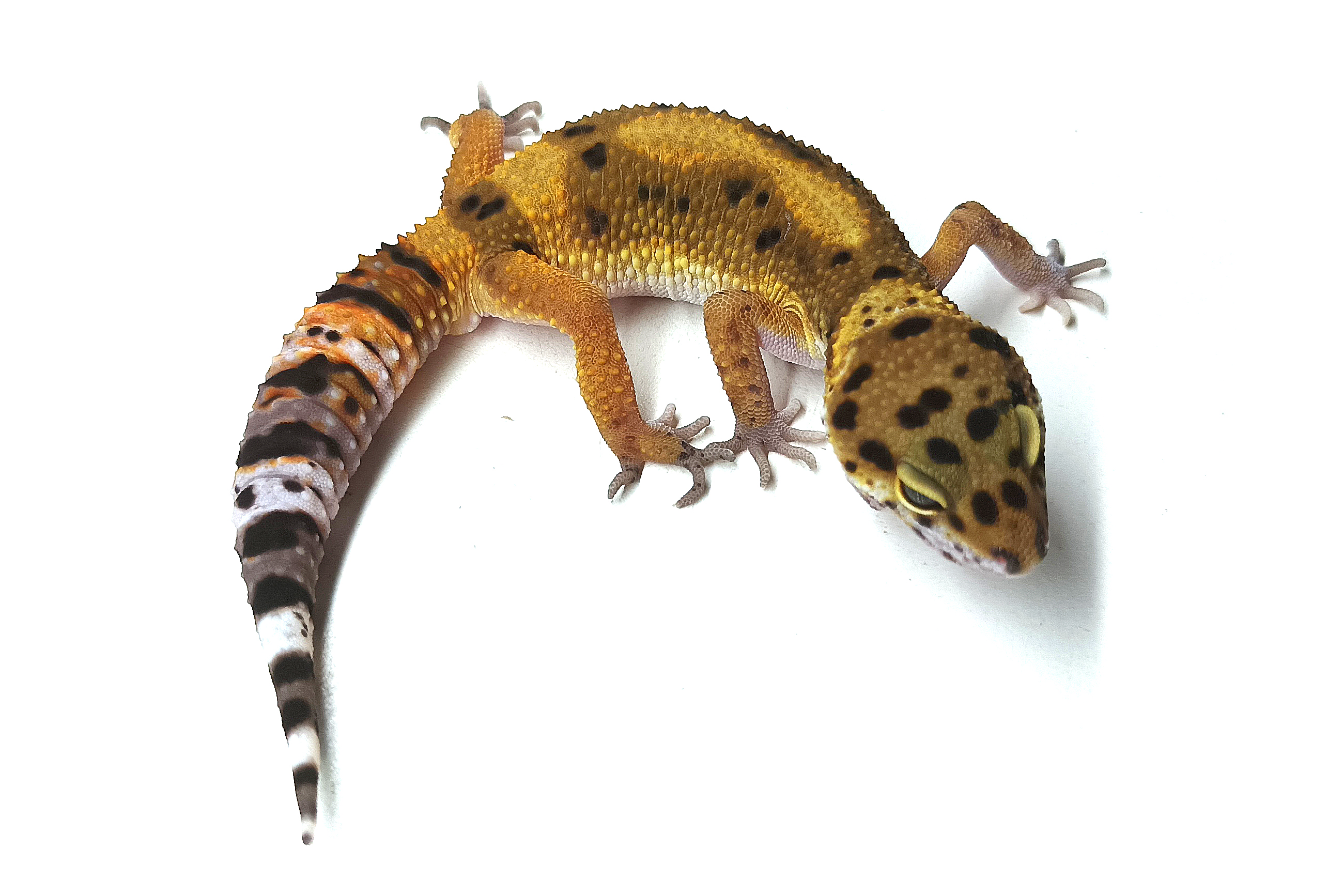 A123